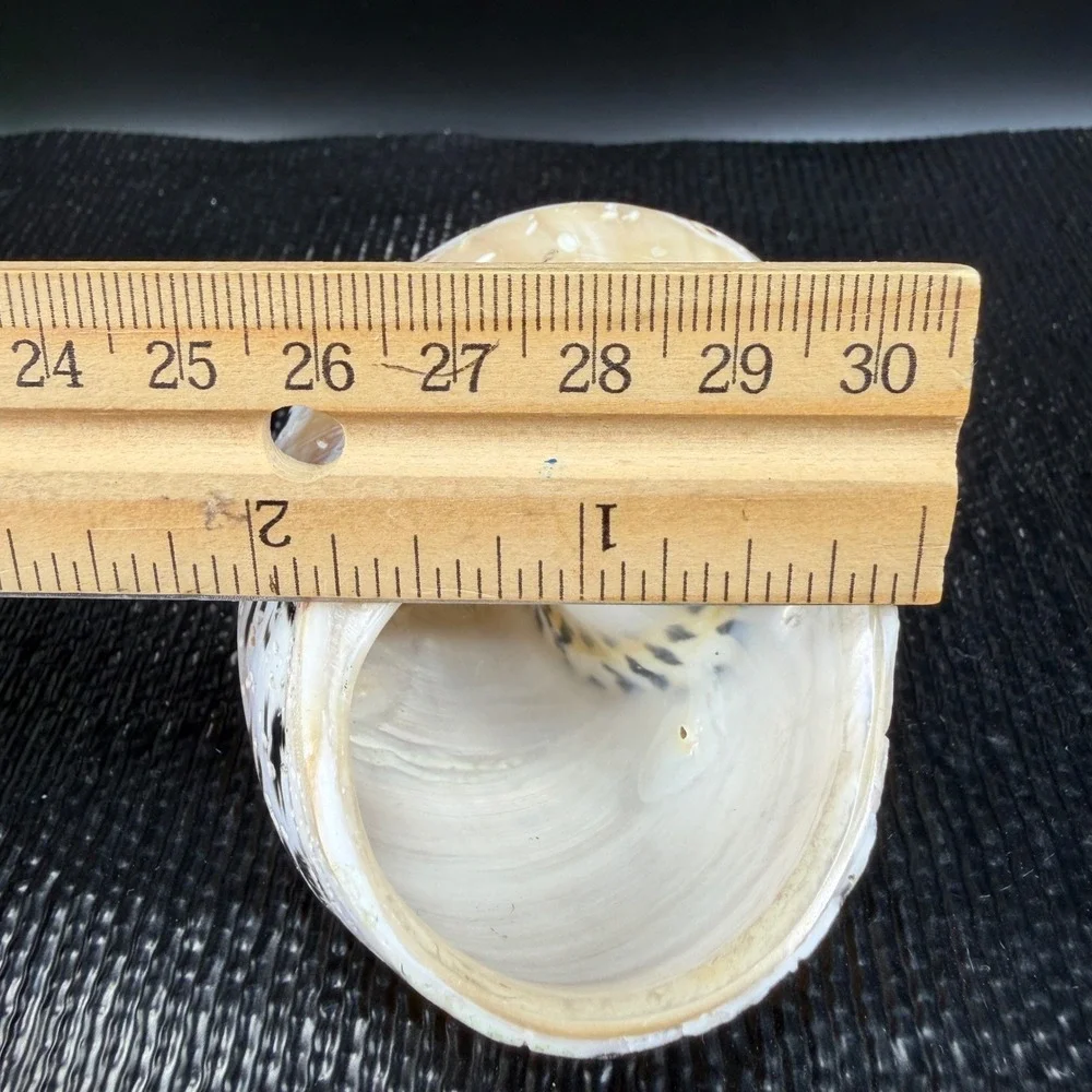 Polished Turbo Marmoratus Sea Shell Pearlescent Green Turban Mother of Pearl 3